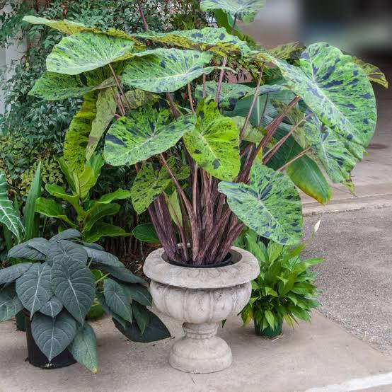 Colocasia esculenta ‘Mojito’ Taro