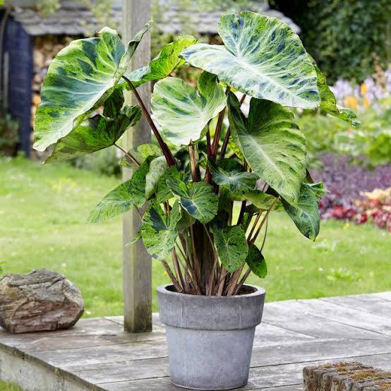 Colocasia esculenta ‘Mojito’ Taro