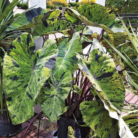 Colocasia esculenta ‘Mojito’ Taro