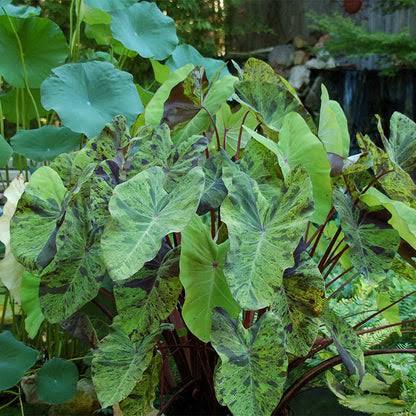 Colocasia esculenta ‘Mojito’ Taro