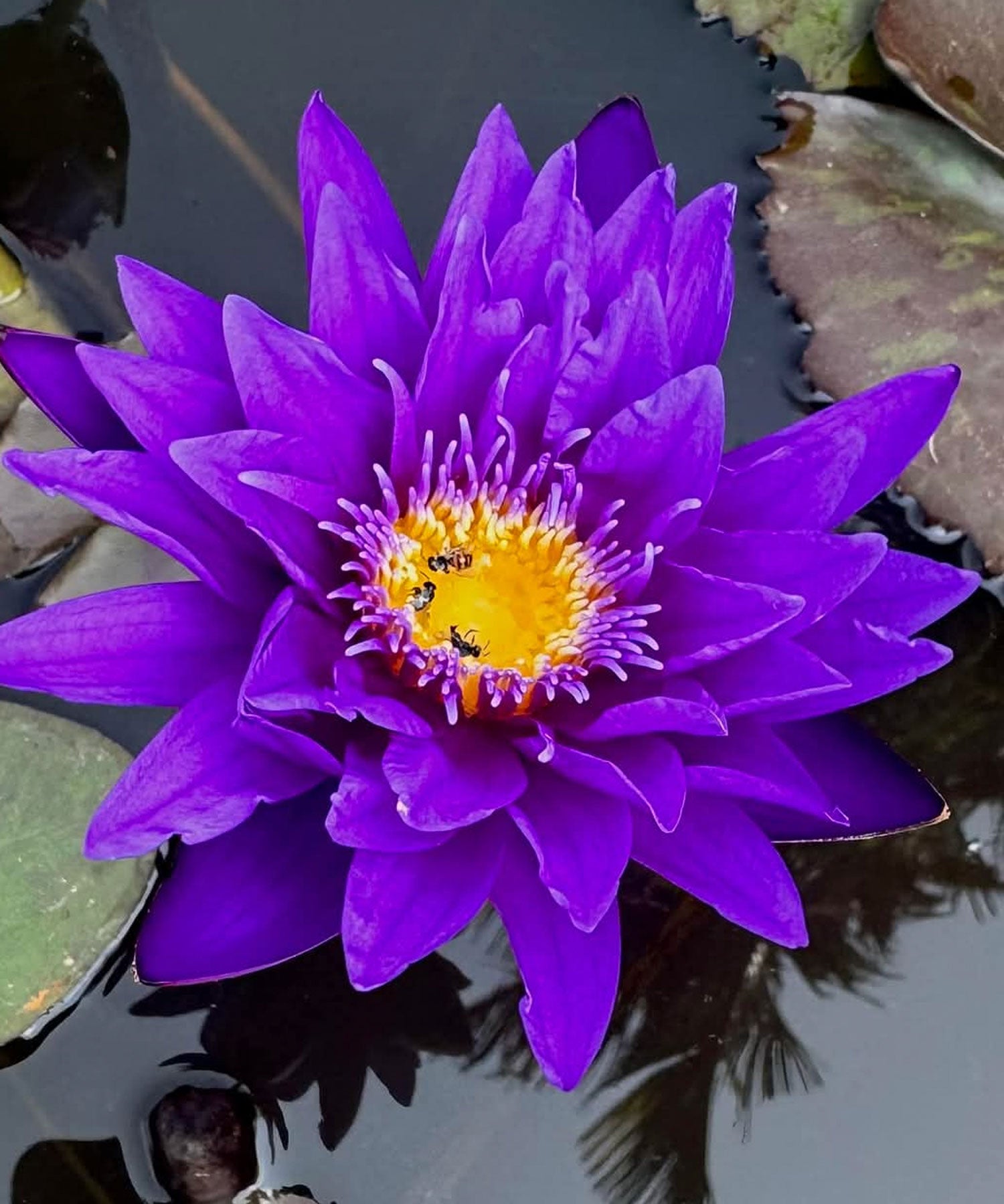 Lilies (Night Blooming)