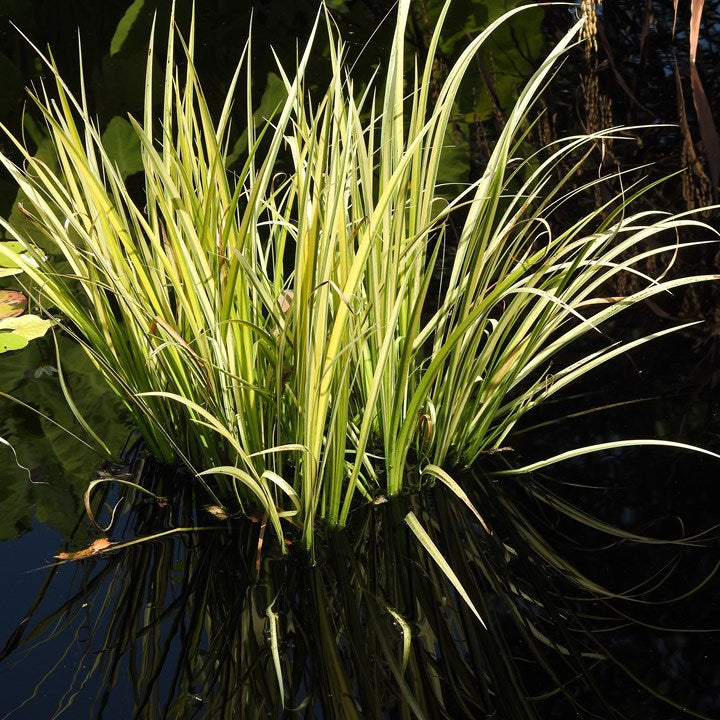 Acorus gramineus 'Ogon' - Golden Japanese Flag
