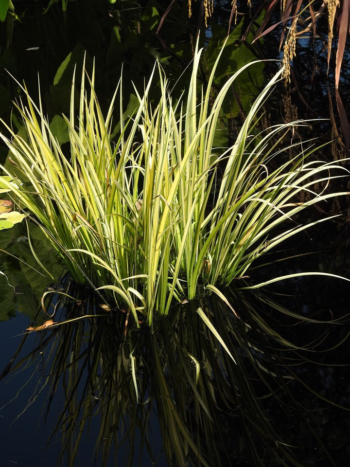 Acorus gramineus 'Ogon' - Golden Japanese Flag