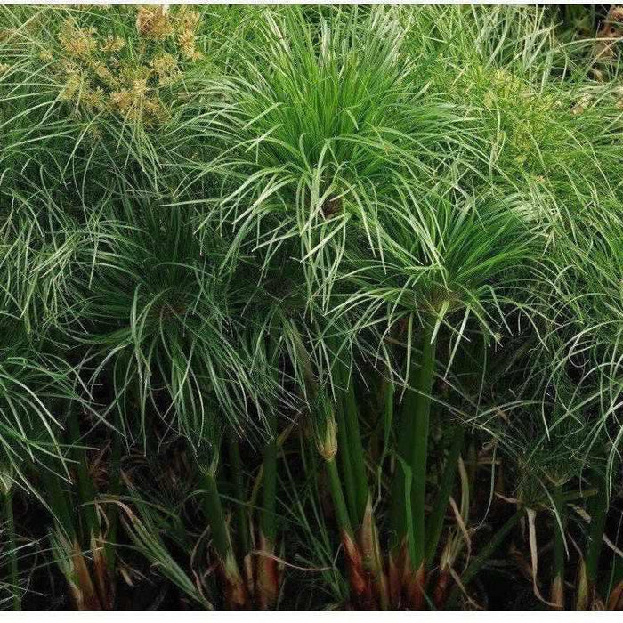 Cyperus percamenthus - Compact giant papyrus