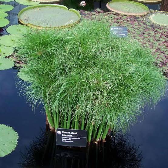 Cyperus percamenthus - Compact giant papyrus