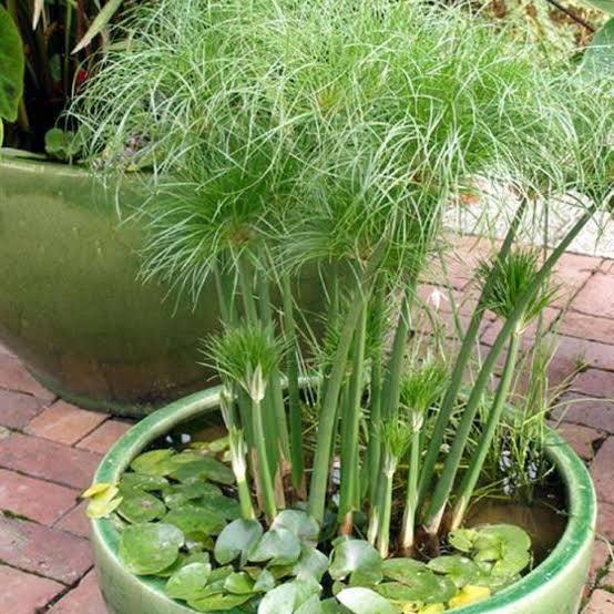 Cyperus percamenthus - Compact giant papyrus