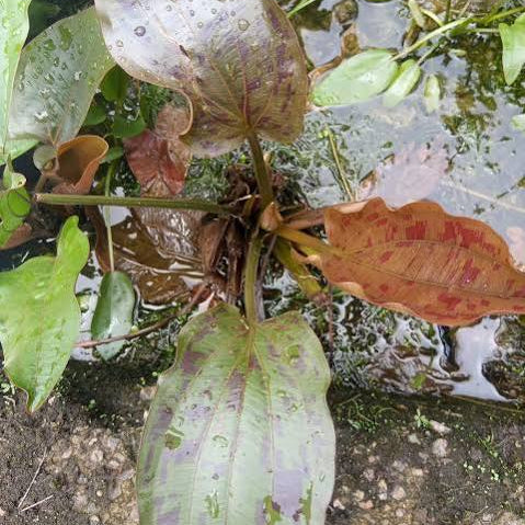 Echinodorus ‘Ozelet’ Swordplant