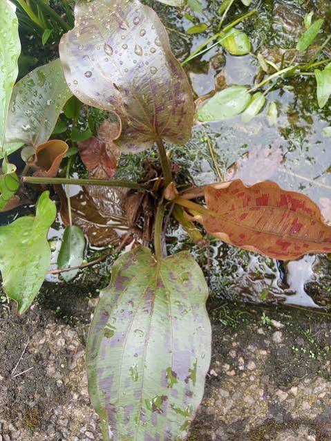 Echinodorus ‘Ozelet’ Swordplant