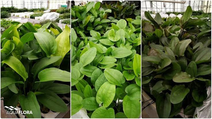 Echinodorus ‘Ozelet’ Swordplant