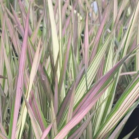 Phalaris arundinacea - ‘Feecey’ - Strawberries & Cream Ribbon Grass