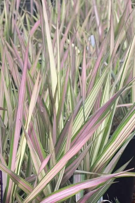 Phalaris arundinacea - ‘Feecey’ - Strawberries & Cream Ribbon Grass