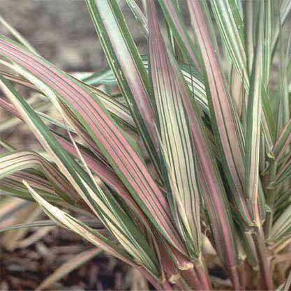 Phalaris arundinacea - ‘Feecey’ - Strawberries & Cream Ribbon Grass