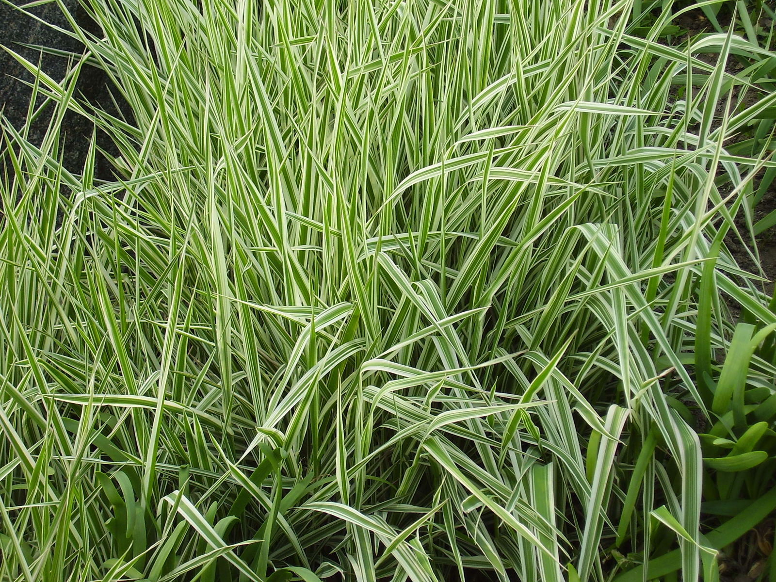 Phalaris arundinacea - ‘Feecey’ - Strawberries & Cream Ribbon Grass