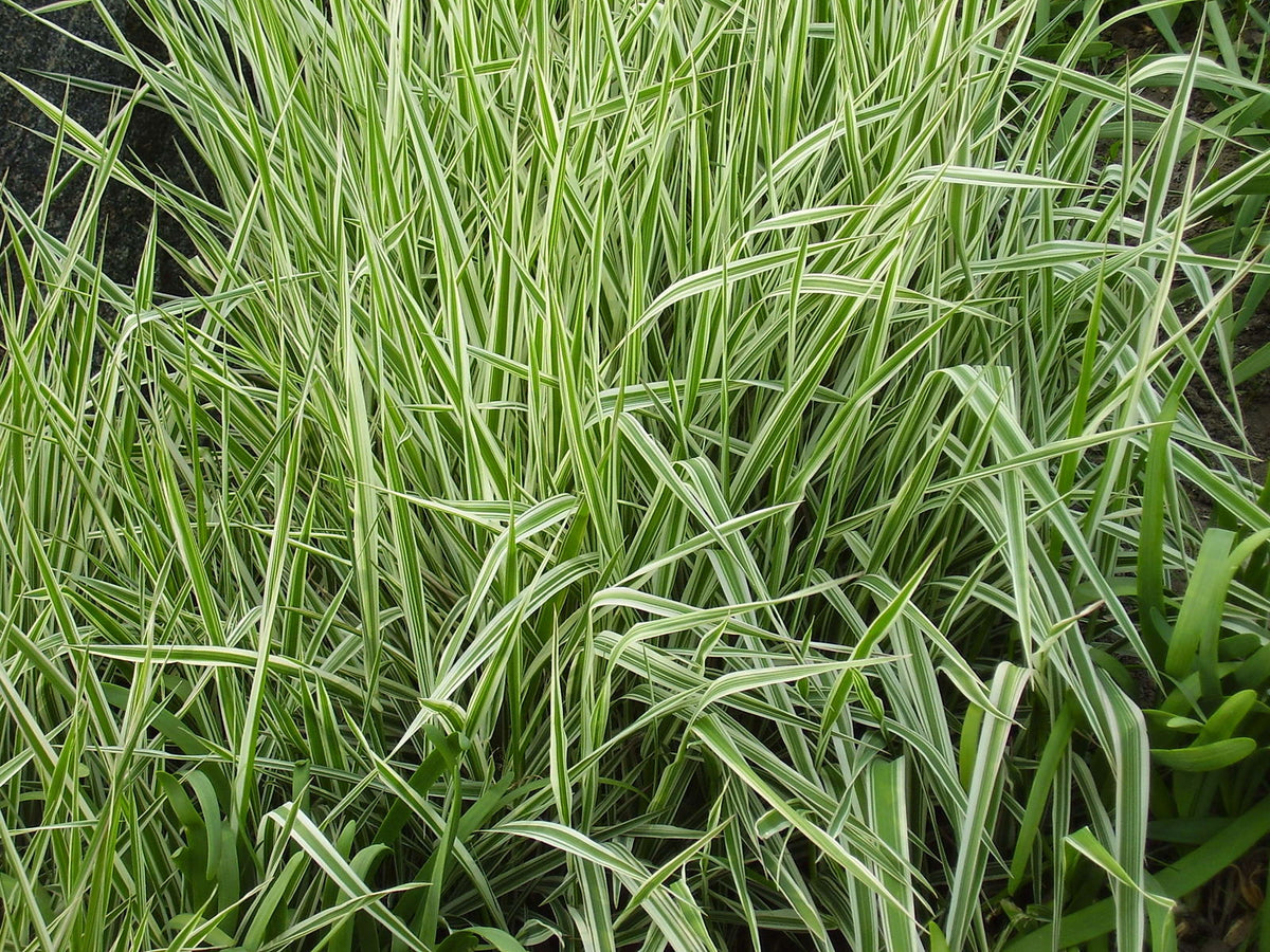 Phalaris arundinacea - ‘Feecey’ - Strawberries & Cream Ribbon Grass