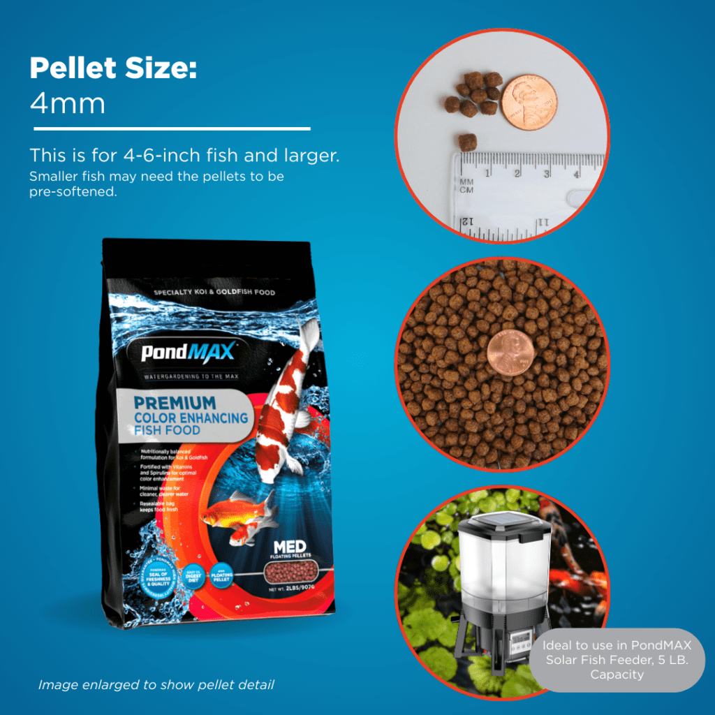 Color Enhancing Fish Food