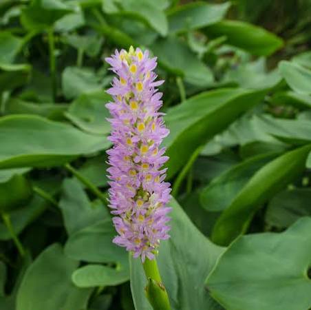 Pontederia ’Pink’ - Pink Pickerel Rush