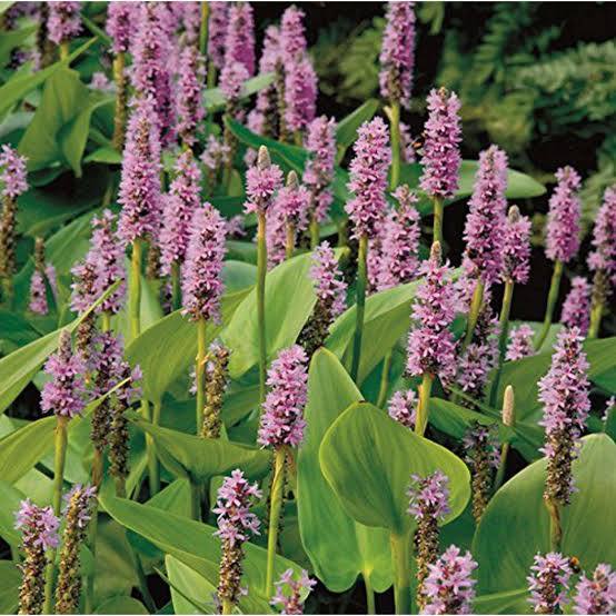 Pontederia ’Pink’ - Pink Pickerel Rush