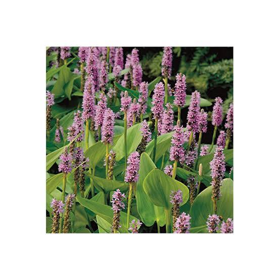Pontederia ’Pink’ - Pink Pickerel Rush