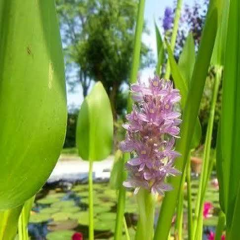 Pontederia ’Pink’ - Pink Pickerel Rush