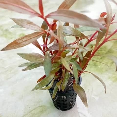 Alternanthera reineckii - Dwarf Redleaf