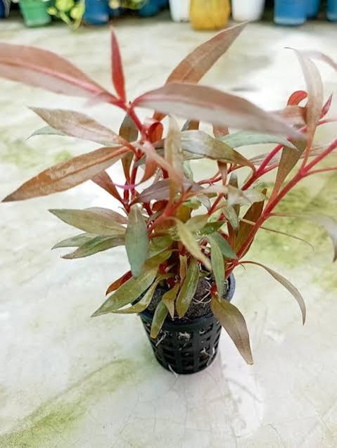 Alternanthera reineckii - Dwarf Redleaf