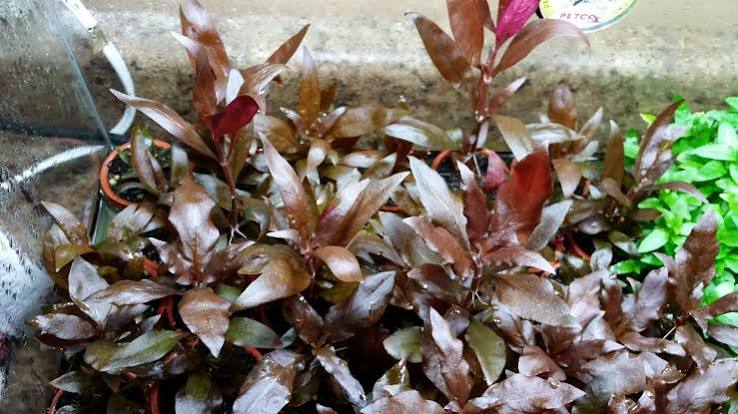 Alternanthera reineckii - Dwarf Redleaf