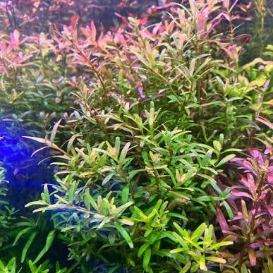 Rotala indica - Pink sprite