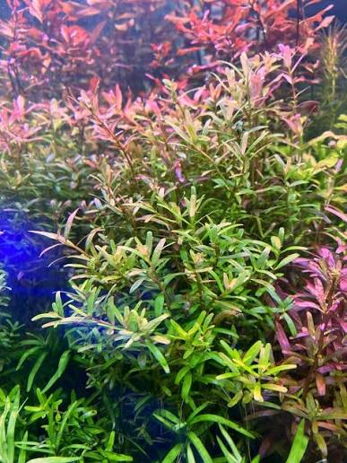 Rotala indica - Pink sprite