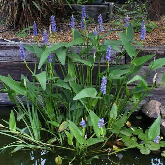 Pontederia dilatata - Royal Pickerel Rush