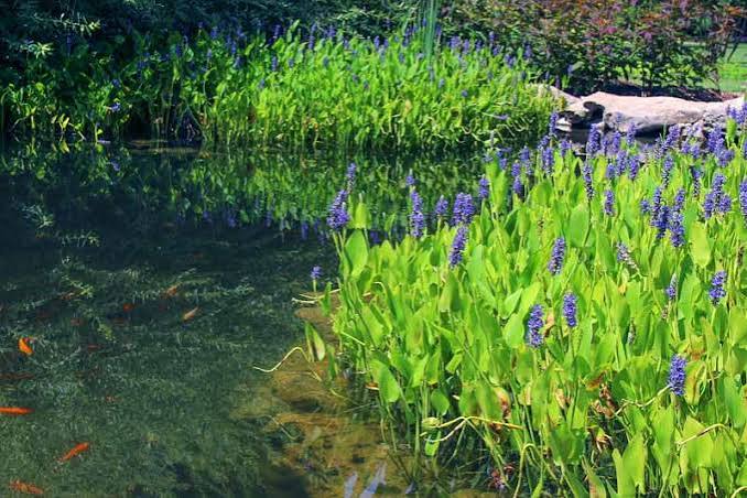 Pontederia dilatata - Royal Pickerel Rush
