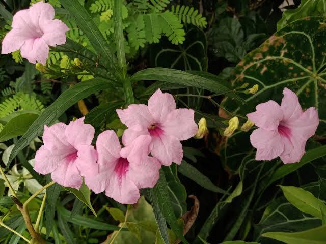 Ruellia brittoniana - ‘Chi Chi’ Pink Bells