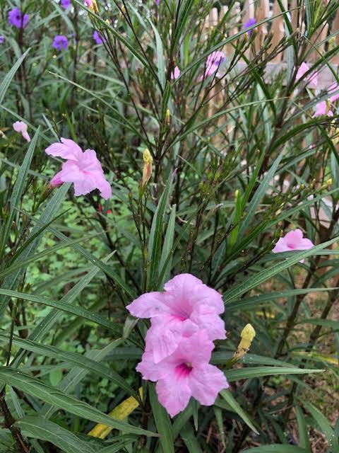 Ruellia brittoniana - ‘Chi Chi’ Pink Bells