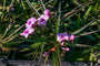 Ruellia brittoniana - ‘Chi Chi’ Pink Bells