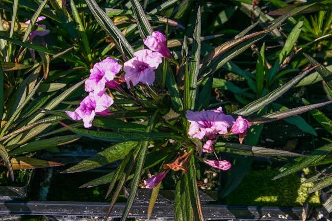 Ruellia brittoniana - ‘Chi Chi’ Pink Bells
