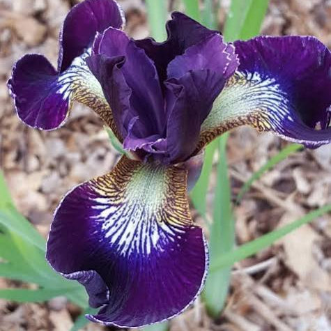 Iris pseudata - ‘Shimo Murasaki’ Dwarf