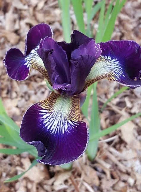 Iris pseudata - ‘Shimo Murasaki’ Dwarf