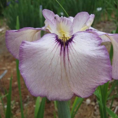 Iris pseudata - ‘Shimo Murasaki’ Dwarf
