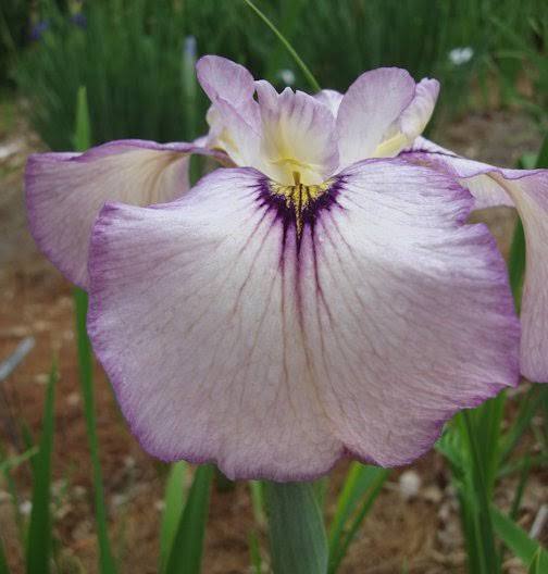 Iris pseudata - ‘Shimo Murasaki’ Dwarf