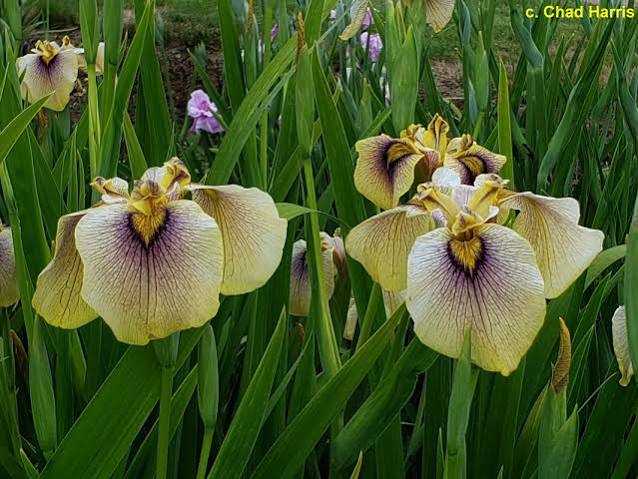 Iris pseudata - ‘Spicy Mustard’