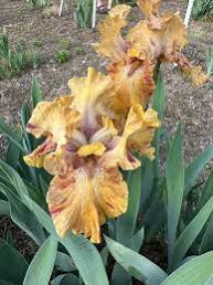 Iris pseudata - ‘Spicy Mustard’
