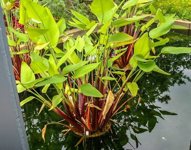 Thalia geniculata ruminoides - Redstem Thalia