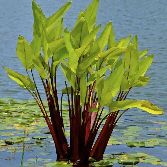 Thalia geniculata ruminoides - Redstem Thalia