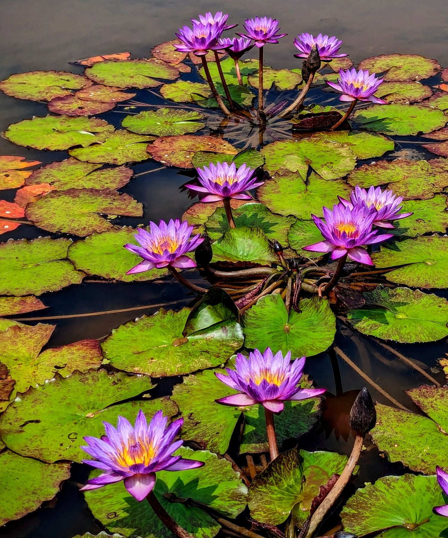 Lilies (Tropical)
