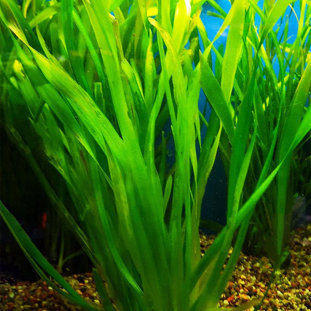 Vallisneria gigantea - Giant jungle val