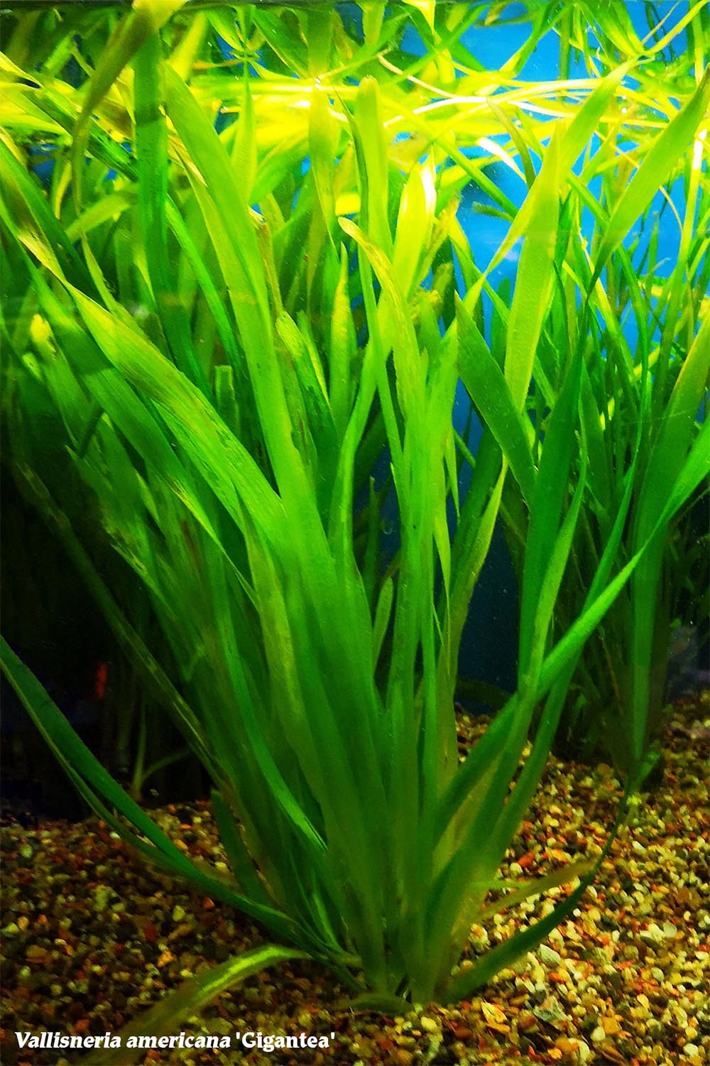 Vallisneria gigantea - Giant jungle val