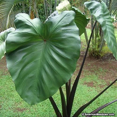 Colocasia 'Violet Stem' Taro