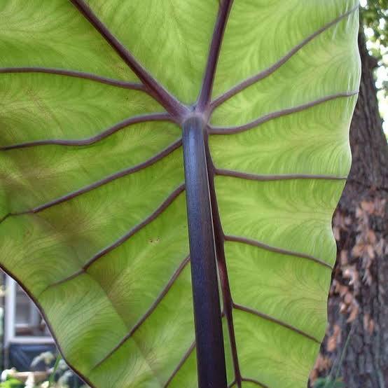 Colocasia 'Violet Stem' Taro