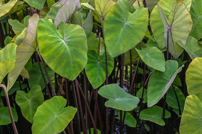 Colocasia 'Violet Stem' Taro