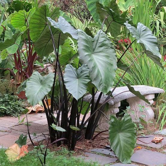 Colocasia 'Violet Stem' Taro