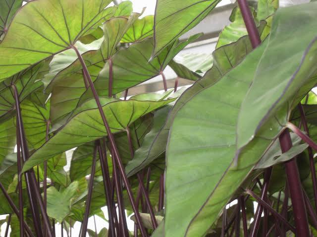 Colocasia 'Violet Stem' Taro
